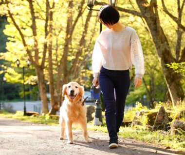 Person strolling a golden retriever along a sunlit path at Wan Wan Paradise Takayama, Gifu, Chūbu, Japan