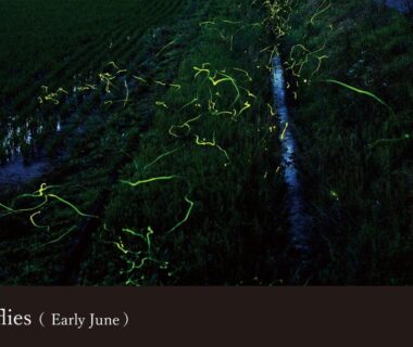 Fireflies over grassy embankment beside a narrow stream near Yamanaka Onsen, Ishikawa