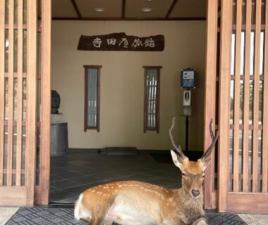 Deer resting by wooden lattice entrance of Yoshidaya Ryokan in Nara, Kansai