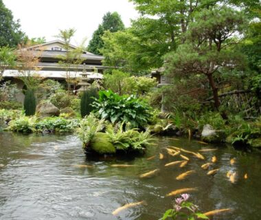 Koi swimming in a landscaped garden pond beside a traditional ryokan building in Kanagawa