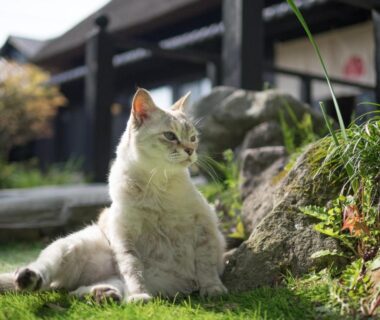 Seated cat on grassy lawn outside Yufuin Lamp no Yado in Ōita, Kyūshū