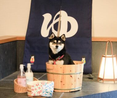 Shiba Inu sitting in wooden tub with noren and toiletries at Yururi Nishiizu, Shizuoka