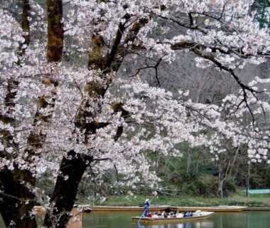 Cherry blossoms over riverside with a small boat near Koyado Kaziya in Iwate