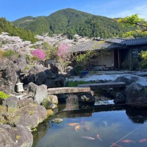 Koi pond with carp, stone bridge, blooming cherry trees and mountain backdrop at Suikōen Sakura, Shizuoka