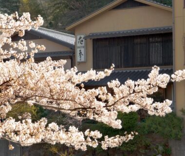 Cherry blossom branches framing Auberge Hanagoyomi facade in Shizuoka, traditional ryokan exterior visible