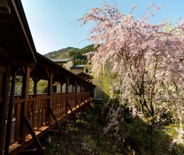 Outdoor wooden corridor beside blooming cherry tree overlooking mountain at Shinobu Onsen Seishū, Fukushima