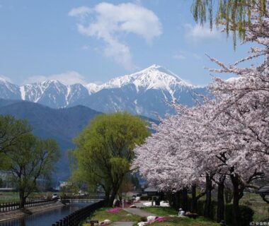 Riverside cherry blossoms with snow-capped peaks near Ryokan Yama no Takohei in Azumino, Nagano