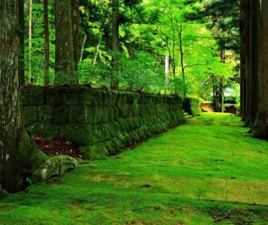 Moss-covered walkway beside stone wall and tall trees at Nagomi no Yuyado Nakayama Nagano