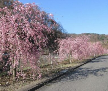 Pink weeping cherry trees lining a paved road near Nunobiki Onsen Komoro in Nagano