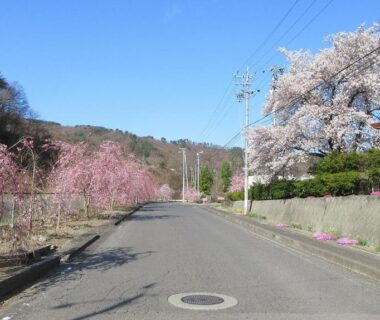 Paved road lined with blooming cherry trees near Nunobiki Onsen Komoro in Nagano's Chūbu region