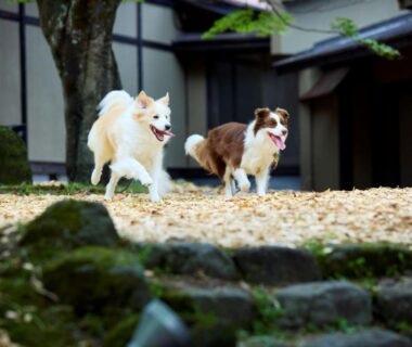 Two dogs running across gravel courtyard with stone steps beside a traditional kominka in Gunma