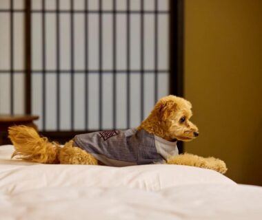 Small dog resting on futon in shoji-screen room at Retraite Kominka Gunma
