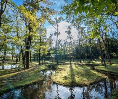 Sunlit woodland pond with tree reflections at Nasu Muku no Ne, Tochigi