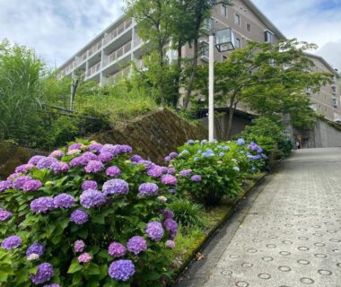 Hydrangea shrubs along a paved walkway toward a hillside ryokan building in Kanagawa, Kantō